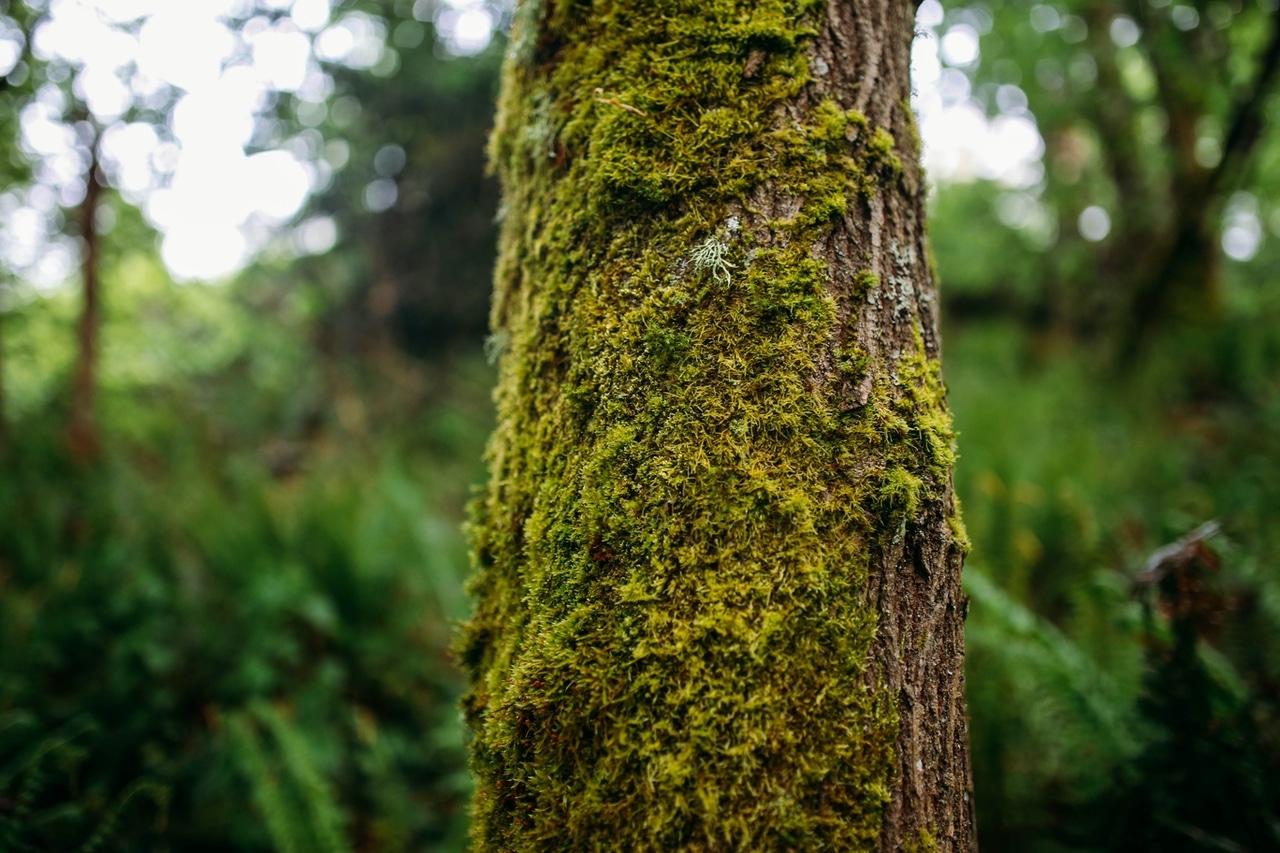 tree with moss growing on it